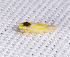 Erythridula noeva