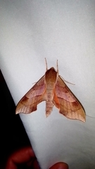 Darapsa myron mexicana