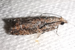 Acroclita subsequana