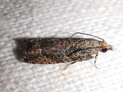 Acroclita subsequana