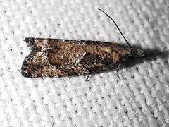 Acroclita subsequana