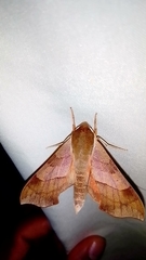 Darapsa myron mexicana