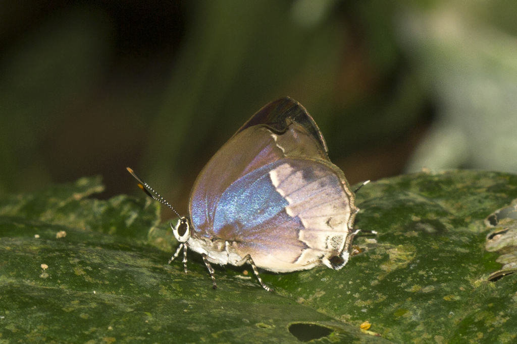 Nicolaea opalia