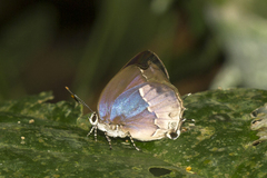 Nicolaea opalia