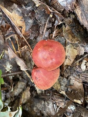 Cortinarius harrisonii