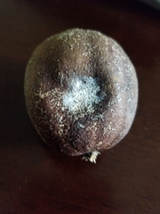 Penicillium italicum