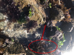 Mazzaella laminarioides