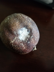 Penicillium italicum