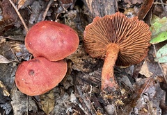 Cortinarius harrisonii