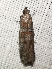 Acrobasis bithynella