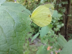 Abaeis mexicana