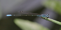 Acanthagrion quadratum