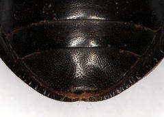Psammodes