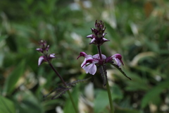 Pedicularis chamissonis longirostrata