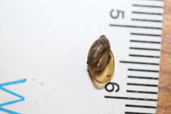 Pseudosuccinea columella