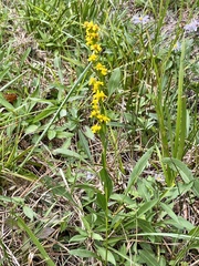 Solidago stricta