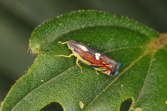 Diedrocephala variegata