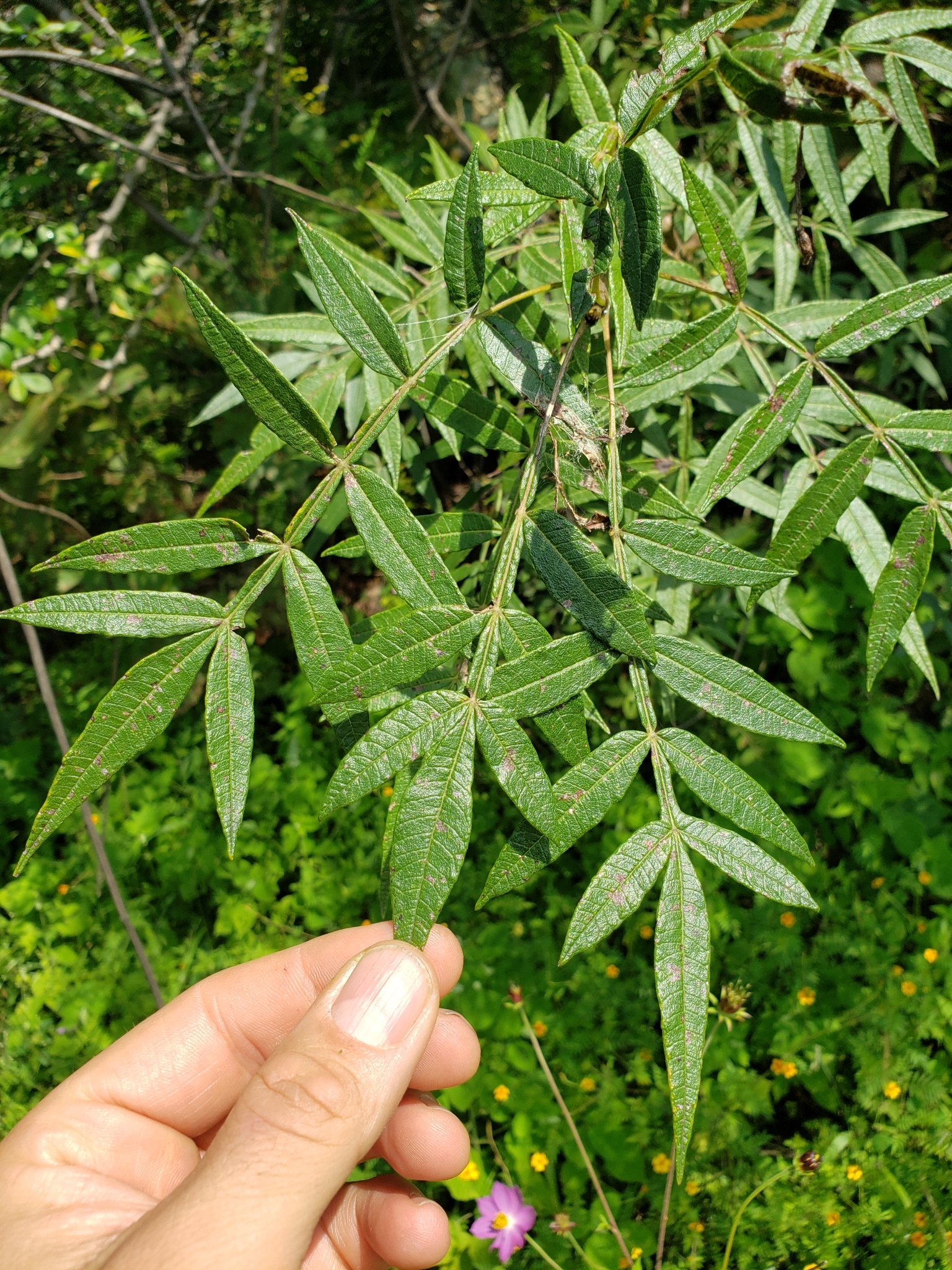 Bursera bicolor · iNaturalist