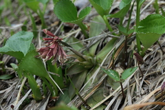 Heloniopsis orientalis