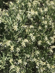 Nitraria billardierei