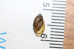 Pseudosuccinea columella