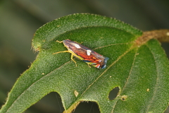 Diedrocephala variegata