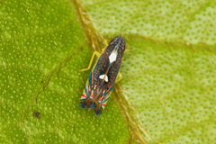 Diedrocephala variegata