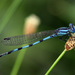 Argia leonorae - Photo (c) Diana-Terry Hibbitts,  זכויות יוצרים חלקיות (CC BY-NC), uploaded by Diana-Terry Hibbitts