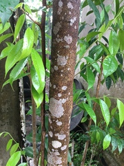 Aquilaria malaccensis