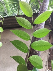 Aquilaria malaccensis