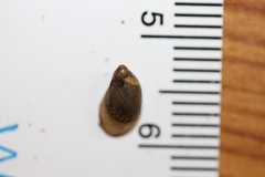 Pseudosuccinea columella