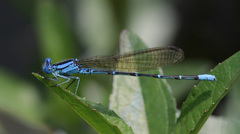 Argia rhoadsi