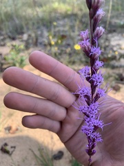 Liatris tenuifolia