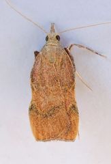 Galasa nigripunctalis