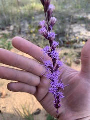 Liatris tenuifolia