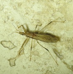 Sastrapada australica
