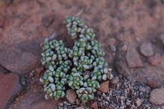 Crassula corallina