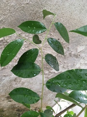 Aquilaria malaccensis
