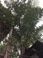 Aquilaria malaccensis