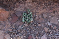 Crassula corallina