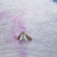 Acentria ephemerella