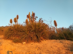 Puya chilensis