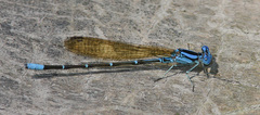 Argia rhoadsi
