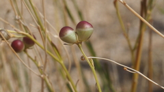 Menodora scabra glabrescens