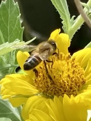 Apis mellifera