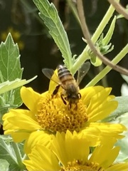 Apis mellifera