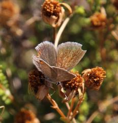 Eicochrysops messapus messapus