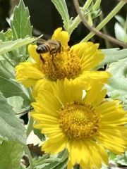 Apis mellifera