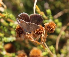 Eicochrysops messapus messapus