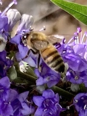 Apis mellifera